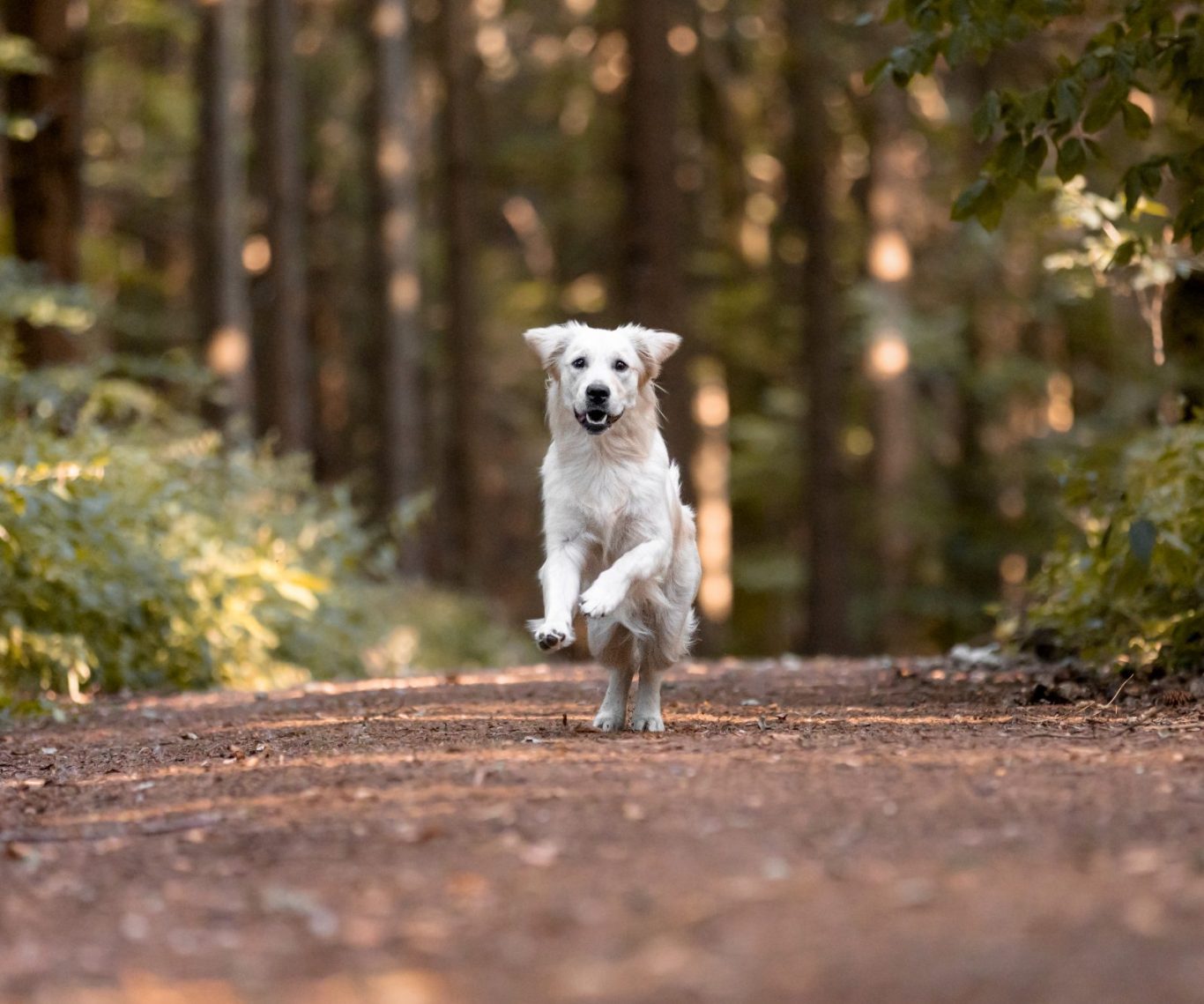 Vertrauenshunde - Training mit Freude Vertrauenshunde - Freudiger Golden Retriever rennt durch den Wald