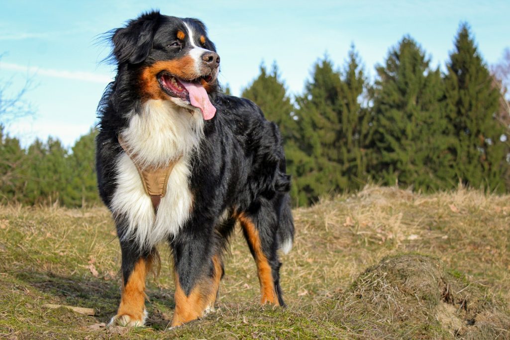 Vertrauenshunde - Berner Sennenhund