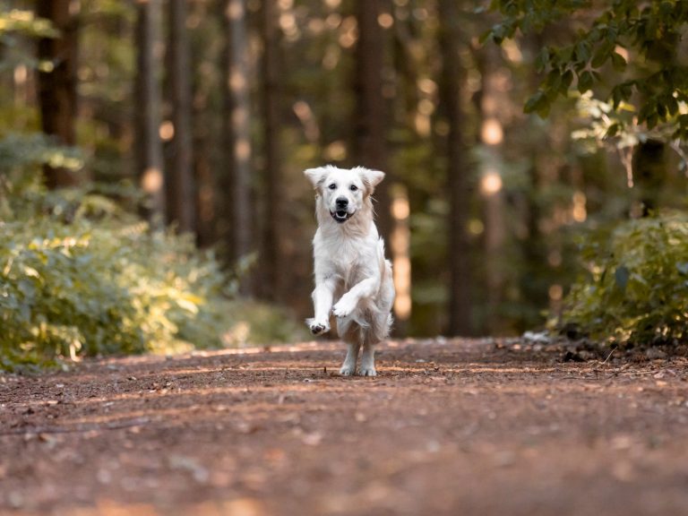 Golden Retriever Hundetraining Wald