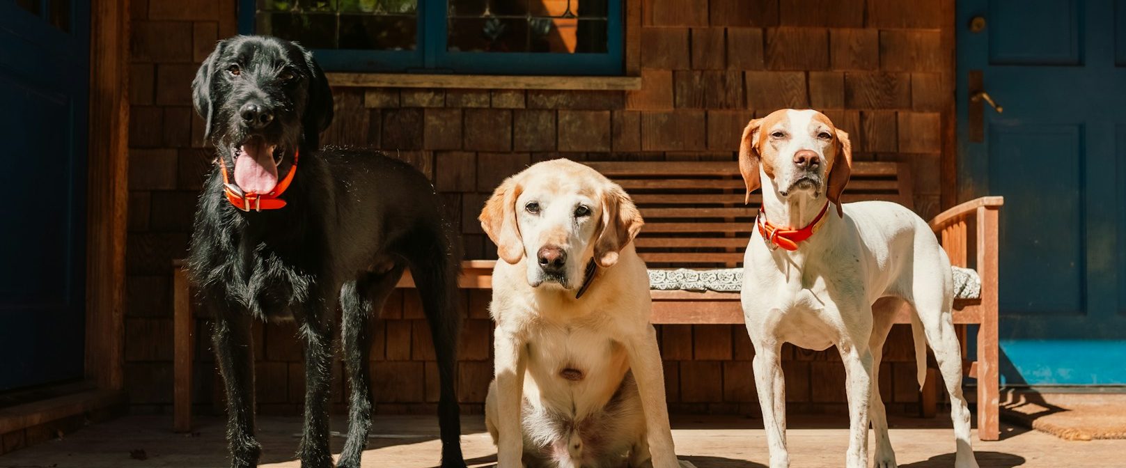 Vertrauenshunde - drei  verschiedene Hunde stehen vor einem Haus