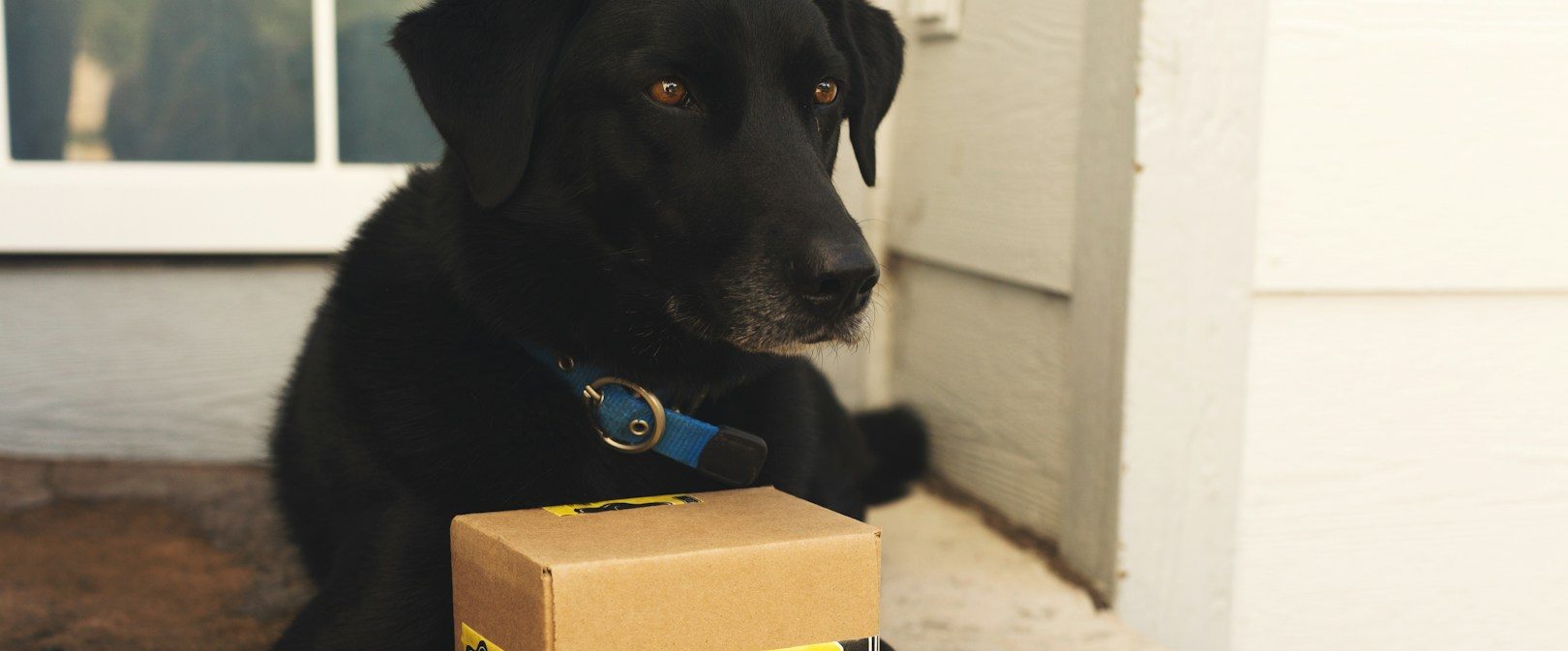 Vertrauenshunde - schwarzer Hund und ein Paket