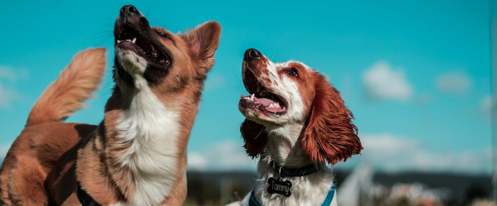 In den Gruppenstunden bei Vertrauenshunden lernen Hunde in kleinen Gruppen Vertrauenshunde - zwei Hunde schauen erwartungsvoll nach oben