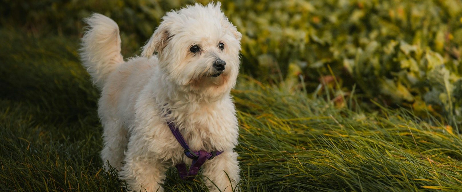 Vertrauenshunde - Ein aufmerksamer kleiner weißer Hund steht im Gras