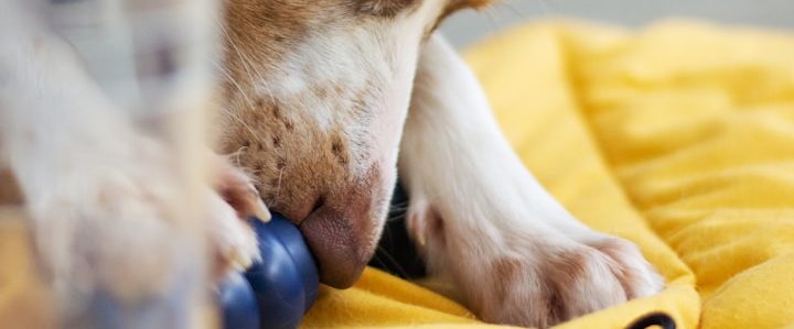 Sinnvolle Beschäftigung für den individuellen Hund ist ein wichtiger Baustein bei Vertrauenshunde Vertrauenshunde - ein Hund beschäftigt sich mit einem Intelligenz-Spielzeug