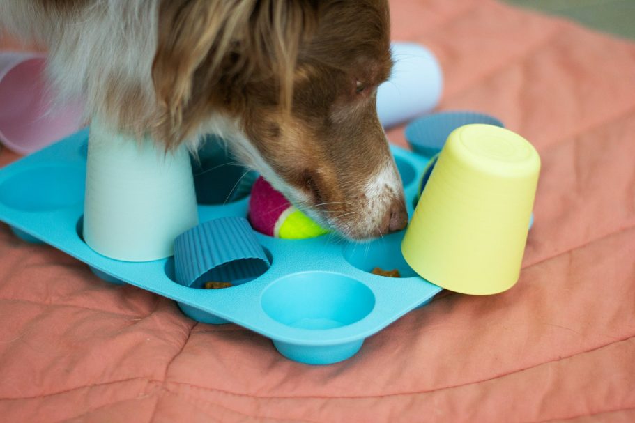 Gutscheine für Hundetraining / Hundeschule Vertrauenshunde Vertrauenshunde - Gutscheine für Hundetraining