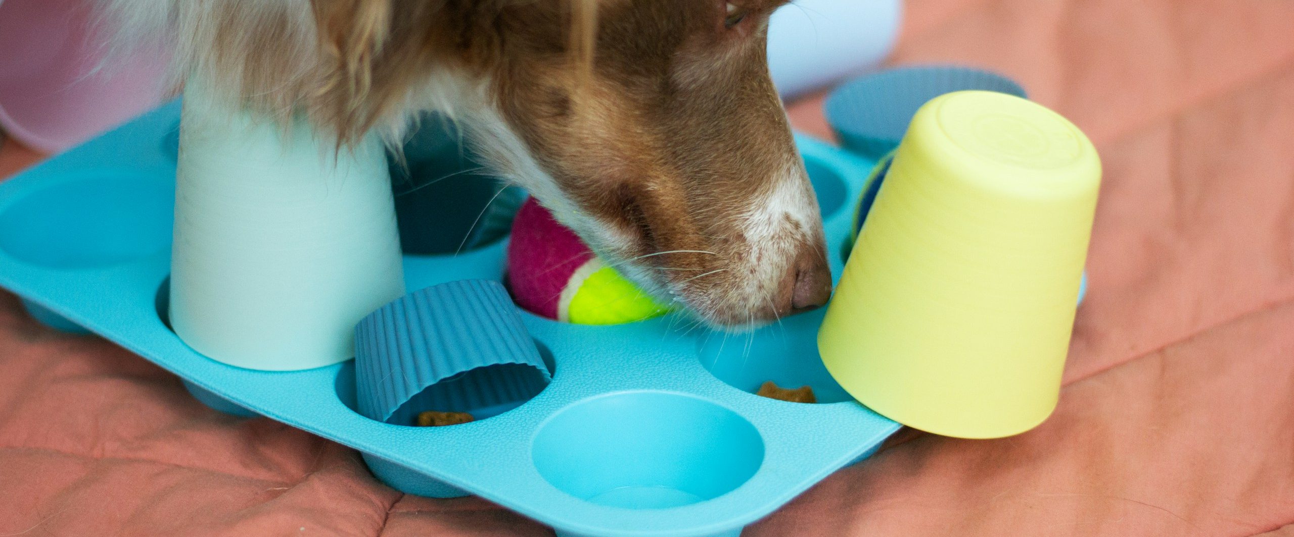 Vertrauenshunde - ein Hund beschäftigt sich mit einem Intelligenz-Spielzeug