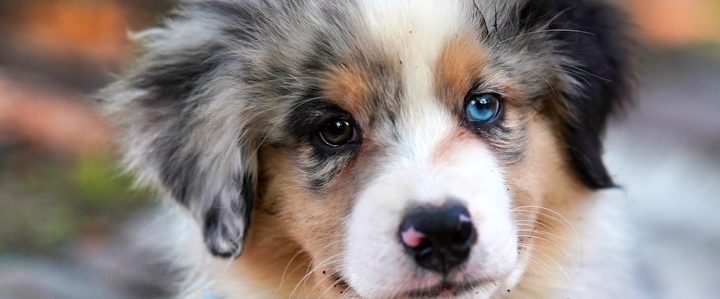 Vertrauenshunde - ein schwarzer Welpe liegt entspannt in der Wiese