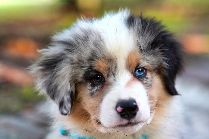 Vertrauenshunde - kleiner weißer Hund in einer Wiese