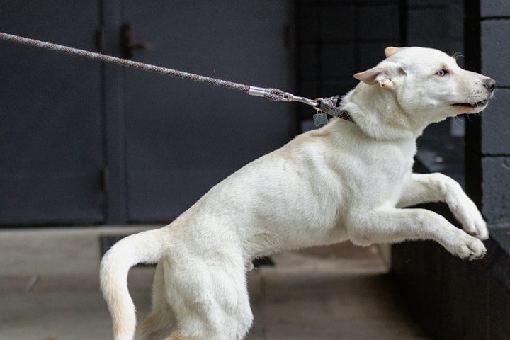 Hund und Mensch bauen eine vertrauensvolle Bindung auf Vertrauenshunde - eine junge Frau und ein kleiner weißer Hund machen ein High Five