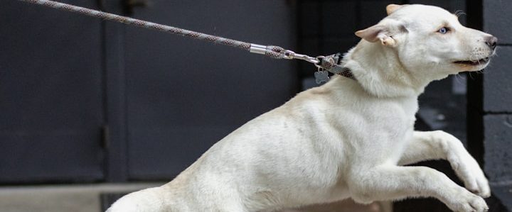 Vertrauenshunde - Ein weißer Hund zieht stark an der Leine