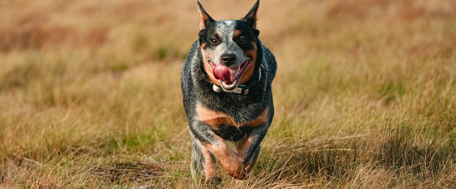 Vertrauenshunde - ein Cattle Dog rennt freudig zu seinem Menschen