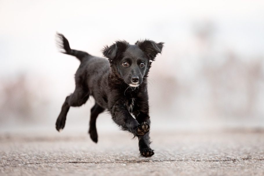 Einzelstunde bei Vertrauenshunde Vertrauenshunde - kleiner weißer Hund in einer Wiese