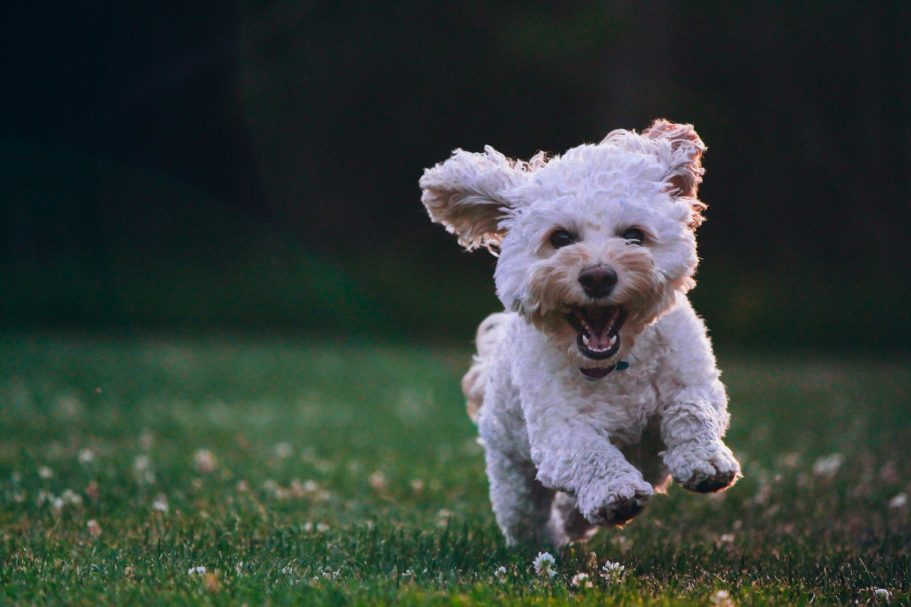 Einzelstunde bei Vertrauenshunde Vertrauenshunde - kleiner weißer Hund in einer Wiese
