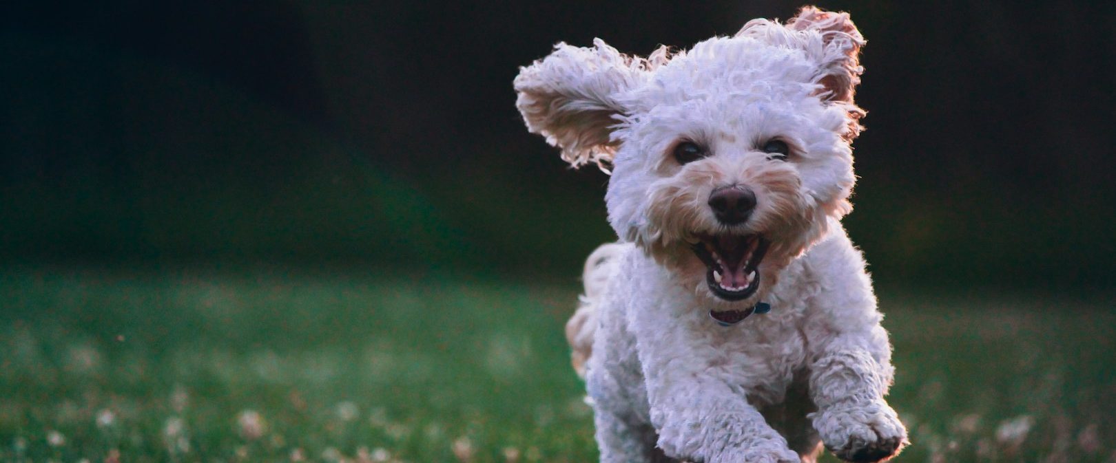 Vertrauenshunde - ein freilaufender kleiner weißer Hund läuft glücklich über eine Wiese