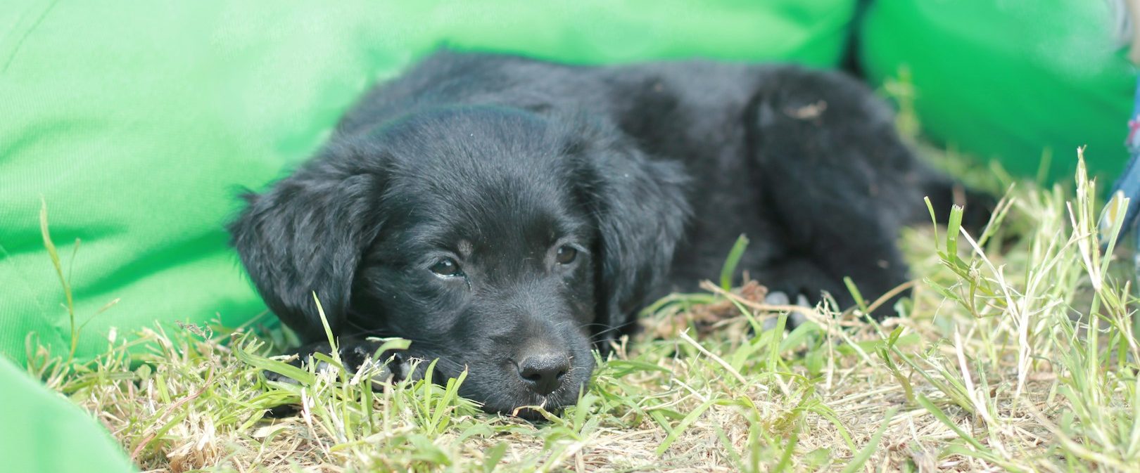 Vertrauenshunde trainiert mit Welpen und Junghunden mit positiven Methoden Vertrauenshunde - ein schwarzer Welpe liegt entspannt in der Wiese