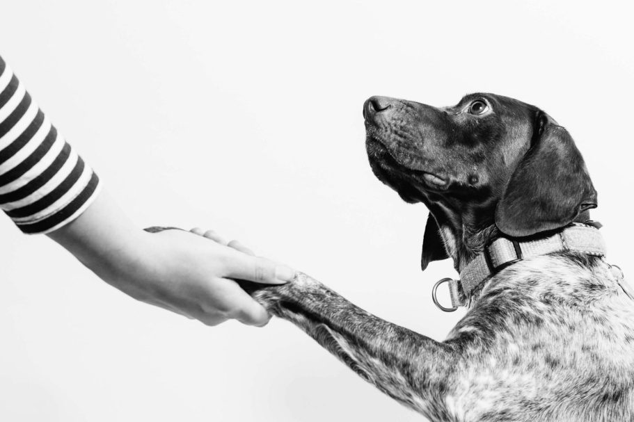 Vertrauenshunde - Hundetraining für geringes Einkommen