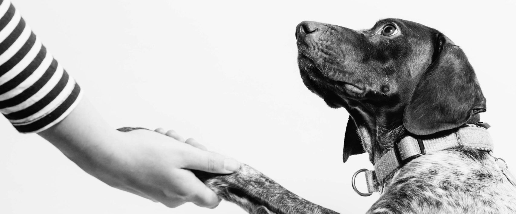 Hundetraining für Geringverdiener und Notsituationen Vertrauenshunde - ein Hund legt seine Pfote vertrauensvoll in die Hand eines Menschen