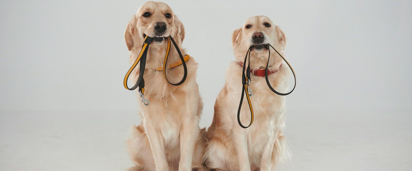 Vertrauenshunde - zwei Hunde halten ihre Leinen in der Schnauze