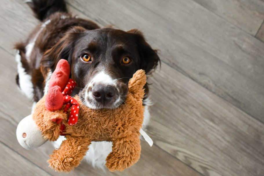Gutscheine für Hundetraining / Hundeschule Vertrauenshunde Vertrauenshunde - Gutscheine für Hundetraining